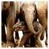 viewfinder pictures animals image