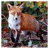viewfinder pictures animals image