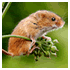 viewfinder pictures animals image