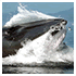 viewfinder pictures animals image