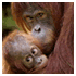 viewfinder pictures animals image