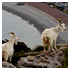 viewfinder pictures animals image