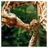 viewfinder pictures animals image