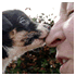 viewfinder pictures animals image
